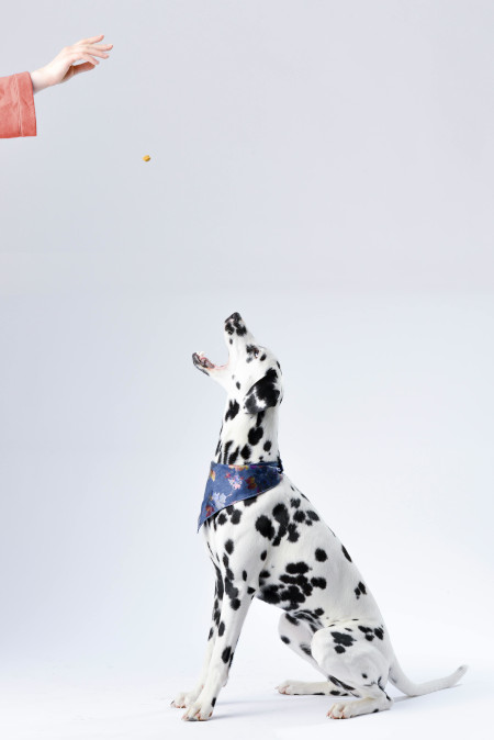 Picture of a dalmatian waiting for a treat held by a hand above its head.